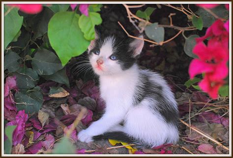 Links Naked Capitalism