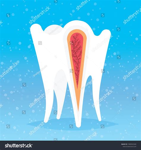 Anatomy Human Tooth Structure Nerve Endings Stock Vector (Royalty Free ...