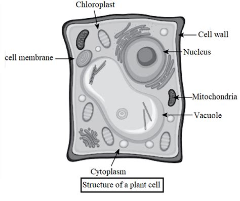 Craft Your Own Animal Cell Diagram Drawing Step By Step Guide Inside