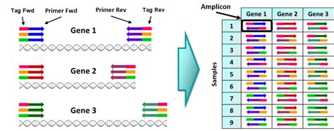 Amplicon Sequencing And High Throughput Genotyping Basics Sixth