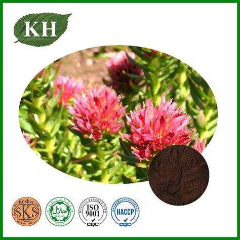 Rhodiola Rosea Extract Salidroside Powder Rhodiola Rosea Extract