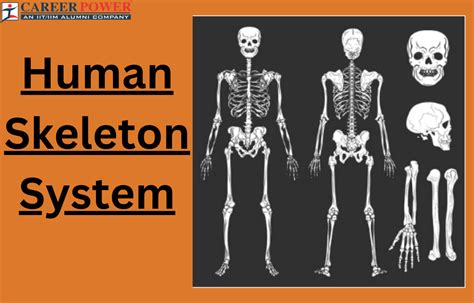 Human Skeletal System Structure Parts Functions Anatomy