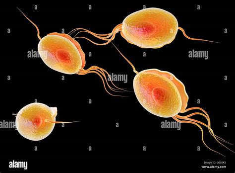 Trichomonas vaginalis, computer illustration. Trichomonas vaginalis is ...