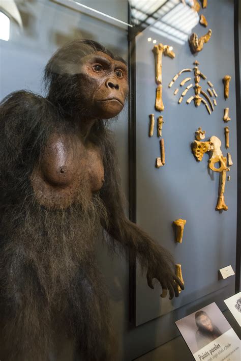 Australopithecus afarensis Lucy Galerie de Paléontologi Flickr