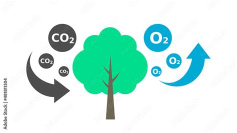Carbon Tree Absorbs Co2 And Releases Photosynthesis Process 50 Off