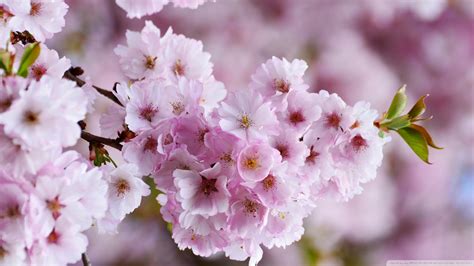 japanese cherry blossom  uhd wallpaper  ultrahd desktop  tv