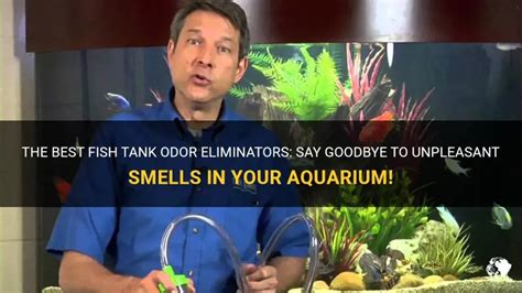 The Best Fish Tank Odor Eliminators: Say Goodbye To Unpleasant Smells In Your Aquarium! | PetShun