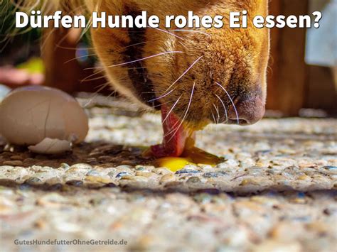 Dürfen Hunde Eier essen: Sind Eiweiß, Eigelb, Schale gesund?