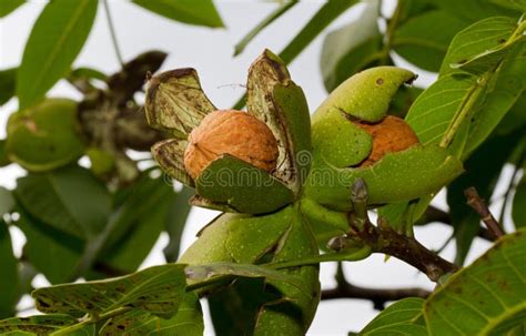 Rijpe Noten Van Een Okkernootboom Stock Afbeelding Image Of Organisch Groen 138989907