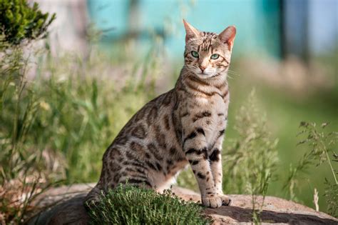 bengal caractere entretien  sante de la race