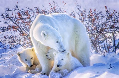 Polar Bear With Cubs jigsaw puzzle in Puzzle of the Day puzzles on ...