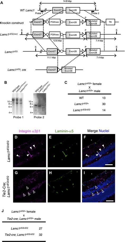 Laminin γ1 C Terminal Glu To Gln Mutation Induces Early