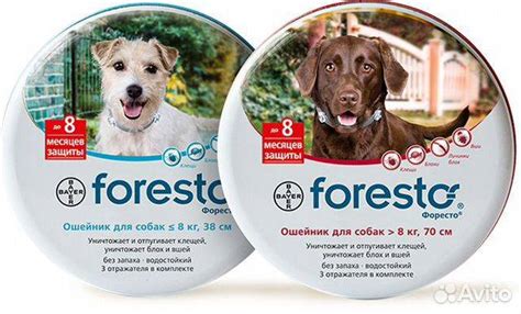 Ошейники от блох и клещей для собак: рейтинг и отзывы