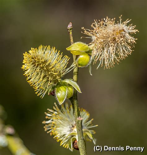 Pussy Willow Tree