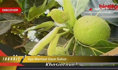 Banyak Yang Belum Tau Inilah Manfaat Daun Sukun Yang Jarang Diketahui