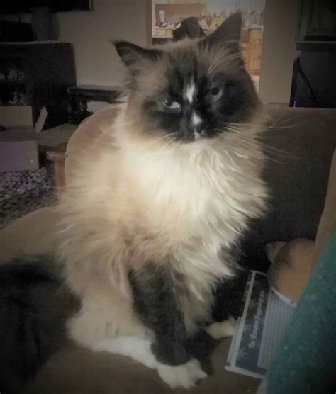 The Bicolor Ragdoll Cat | Ragdoll Cat Colors and Patterns