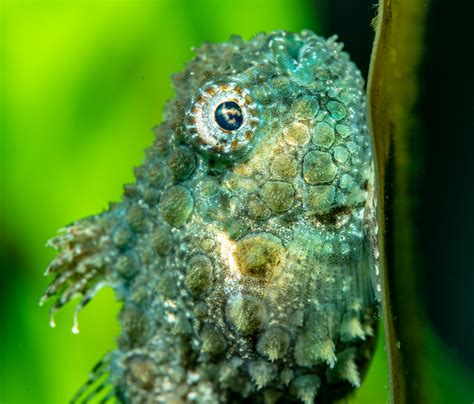 Pacific Spiny Lumpsucker | Starmind Conservation