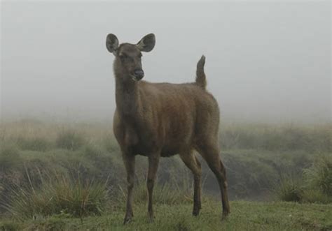 Horton Plains National Park, Central highlands, Sri Lanka