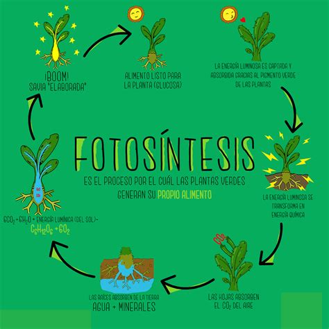 Mapa Conceptual De La Fotosíntesis ¡guía Paso A Paso