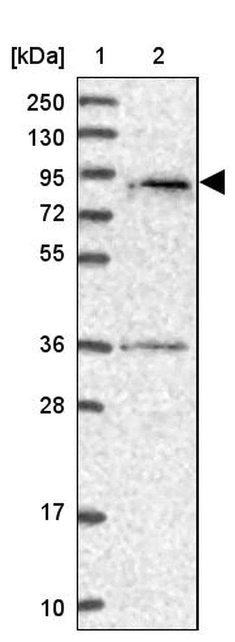 Spata L Polyclonal Antibody Invitrogen L Unconjugated