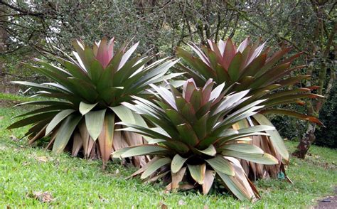 Tipos De Bromélias Do Mato - Bromélias: 5 Dicas Dessa Planta Que Melhora O Bem-estar!