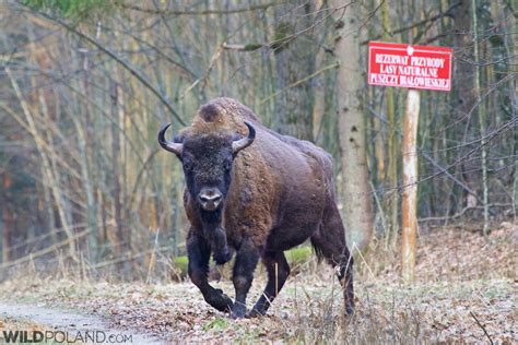 Bison Wild Poland