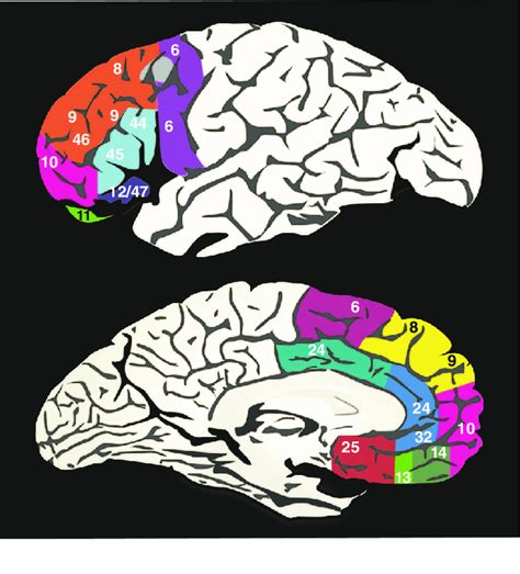 Major Areas Of The Prefrontal Cortex The Top Panel Depicts A Lateral