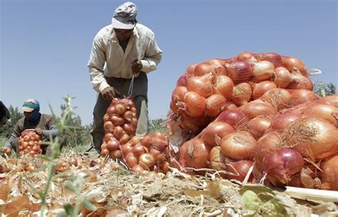 Onions Food And Agriculture Organization Of The United Nations