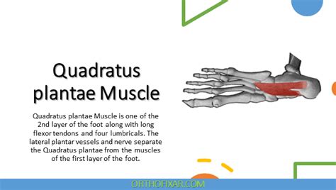 quadratus plantae muscle anatomy orthofixar