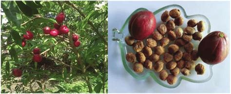 fruits  seeds  gods crown plant  scientific diagram