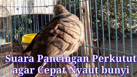 Suara Perkutut Lokal Suara Jernih Dipagi Hari Ini Rajanya Buat