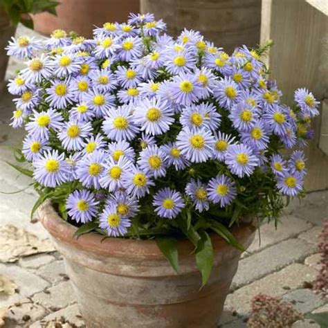 Астра кустарниковая Леди ин Блю (68618): купить многолетники почтой в ...