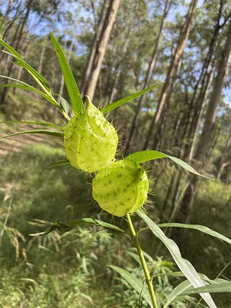 Balloonplant From Wollemi National Park Glen Davis Nsw Au On