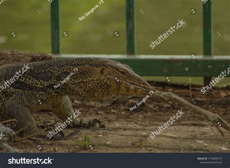 Varanus Bengalensis Reptile Larvae Varanidae Family Stock Photo ...