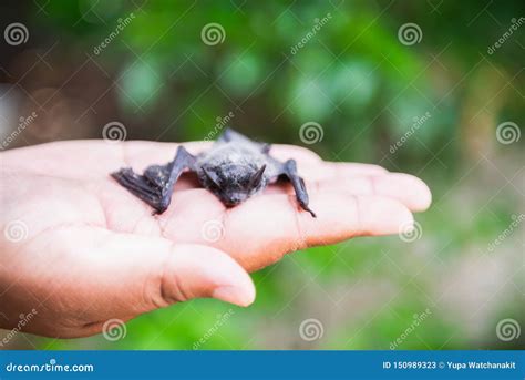 Gambian Epauletted Fruit Bat Epomophorus Gambianus Hanging In A Tree