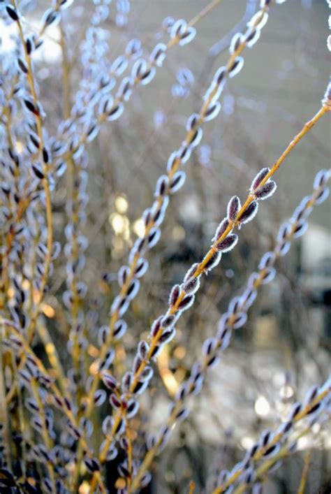 Gathering Pussy Willows The Martha Stewart Blog