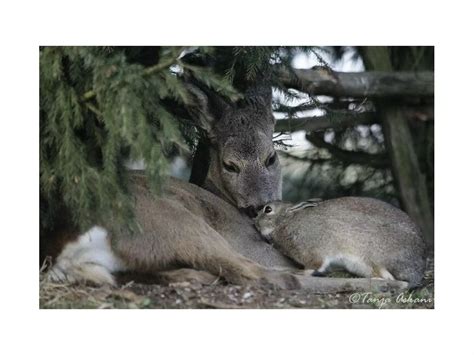 The Untold Story Of The Bambi Doe Leak: Deception, Betrayal, And The Aftermath Image 16