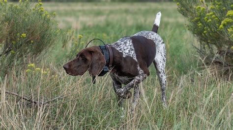 German Shorthaired Pointer Hunting Dogs