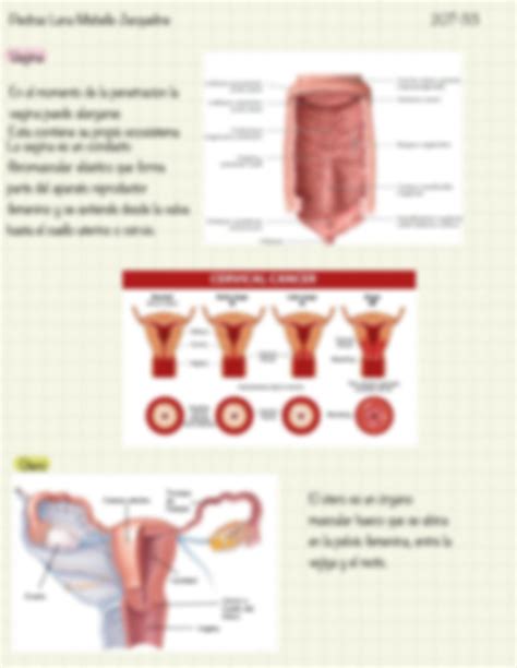 SOLUTION Aparato Reproductor Femenino Studypool