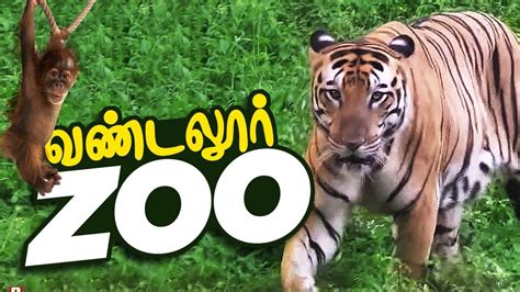 Vandalur Zoo Animals List