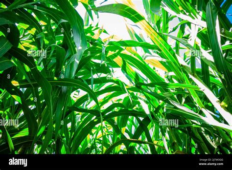 Sugar Cane Plantation In Brazil Stock Photo Alamy