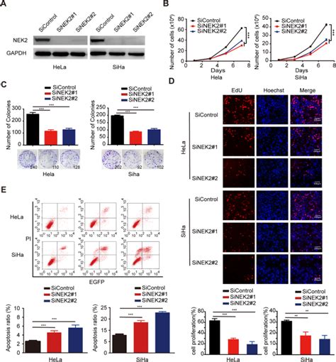 Targeting Nek Impairs Oncogenesis And Radioresistance Via Inhibiting