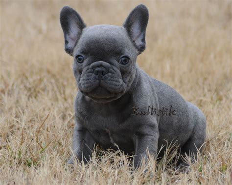 Cute Blue French Bulldog Puppies