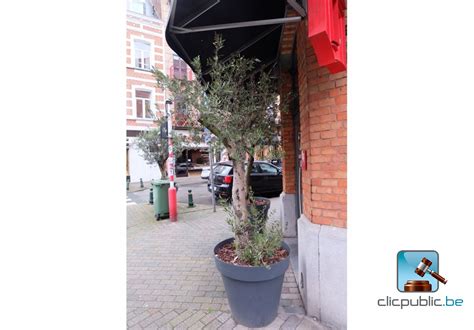 Arbre Olivier En Pot Clicpublic Be Les Ventes Publiques En Clic