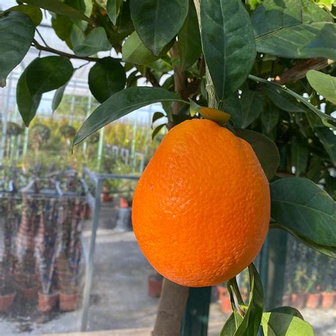 Citrus Sinensis Naranjo Viveros Pe A Centro Jardiner A Plantas Y