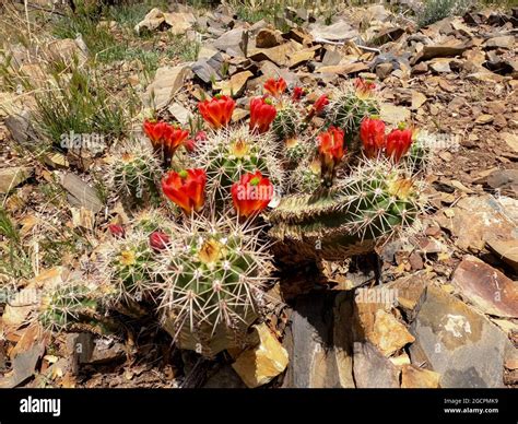 Scarlet Hedgehog Cactus Flowers Echinocereus Coccineus Along The