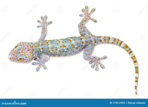 Lagartixa Colorida - Lagartixa Colorida Isolada Sobre Fundo Branco Imagem de Stock - Imagem ...