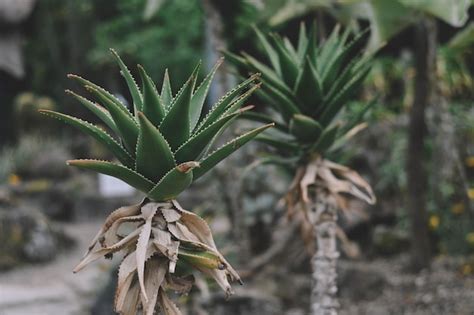Premium Photo Aloe Vera In The Garden