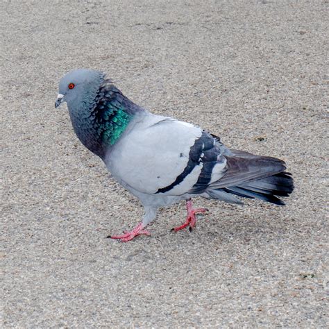 sale   pigeons  stock