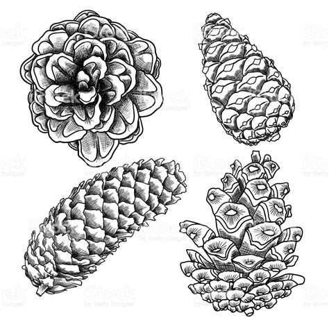 Pine Cone Line Drawing at GetDrawings | Free download